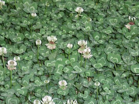 El jardín de la alegría : Trébol blanco enano (Trifolium repens): Para ...