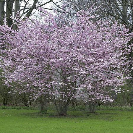 Live Higan Cherry Blossom Tree Seedling