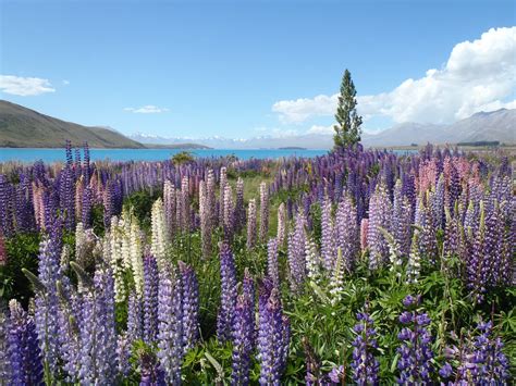 What You Need to Know About Lupine Flowers in Iceland