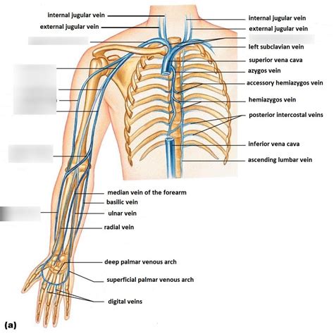 Diagram of arm veins | Quizlet