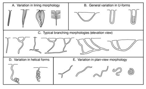 Variations in worm burrows. (A) Burrow lining types: concentric and ...