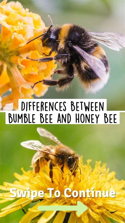 Differences Between Bumble Bee and Honey Bee: An immersive guide by EcoPeanut