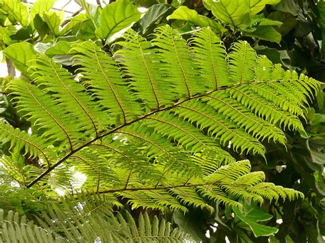 Top 10 Amazing Hardy Types of Ferns for Growing Indoors or Outside - Garden and Happy