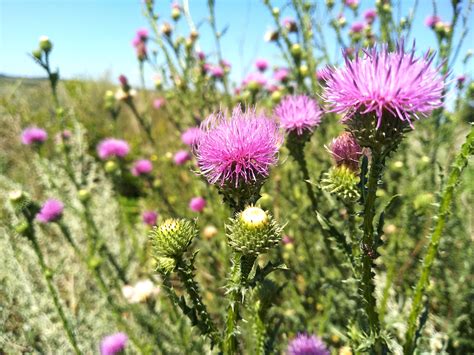 All About Musk Thistle - Minneopa Orchards