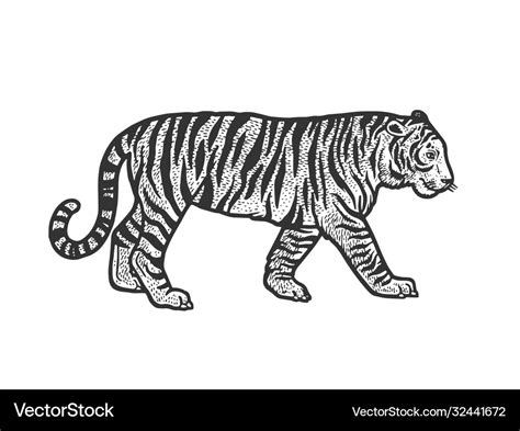 Walking tiger sketch Royalty Free Vector Image