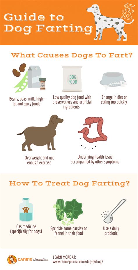 Dog Farting: Do Dogs Fart? Yes! Why So Much And Why Does It Smell So Bad? Gas Relief And Remedies