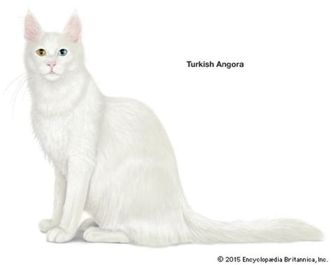 Turkish Angora cat - Students | Britannica Kids | Homework Help