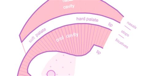 MATRIXSYNTH: The Pink Trombone - Online Speech Synthesizer Based on the ...