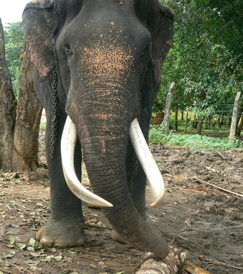 Sri Lankan elephant - Wikipedia