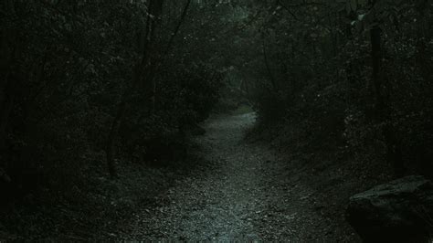 forest, path, dark, gloomy, nature, 4k HD Wallpaper