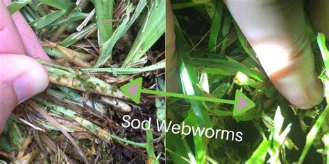 How to Identify and Treat Sod Webworms - Houston Grass - Pearland