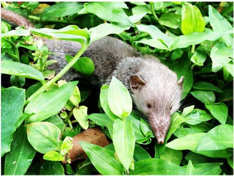 Is the House Shrew Novel Animal in Torpor and Hibernation Studies?