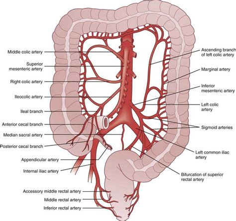 Colon and Rectum | Thoracic Key