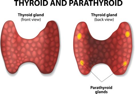 Thyroid and Parathyroid - Otolaryngology Specialists of North Texas