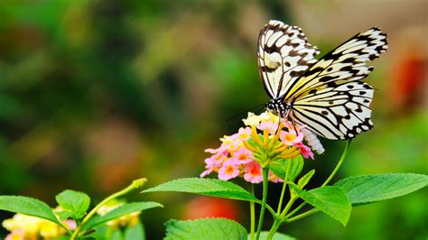 Download Animal Butterfly 4k Ultra HD Wallpaper