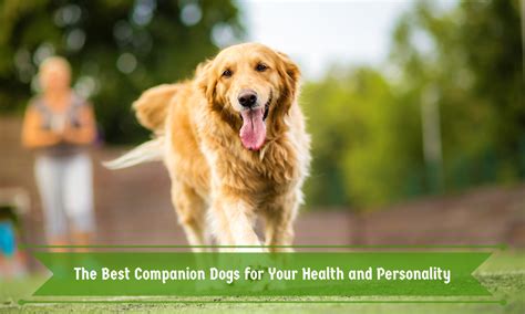 The Best Companion Dogs for Your Health and Personality