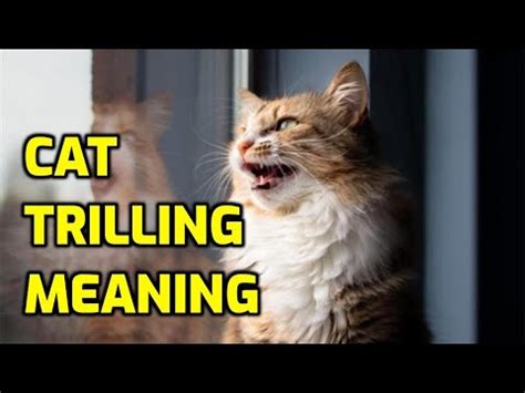 What Does It Mean When My Cat Makes A Trilling Noise? - YouTube