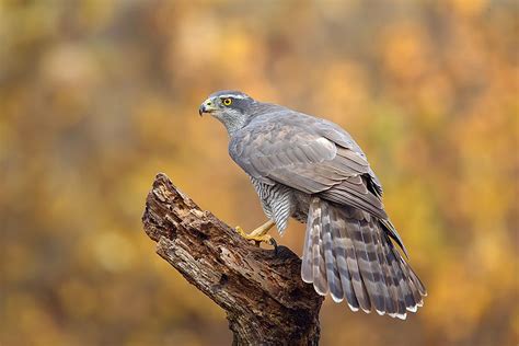 Northern Goshawk | Northern goshawk, Animals, Birds of prey