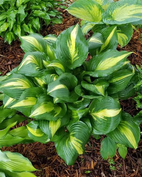 15+ Best Yellow Hosta Varieties With Images – World of Garden Plants