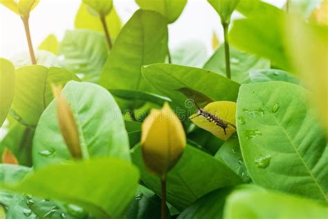 Mopani worms eating. stock image. Image of colorful, devouring - 43947631