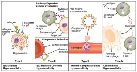 Hypersensitivity- Introduction, Causes, Mechanism and Types