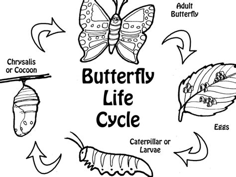 Luxury 20 of Butterfly Life Cycle Clipart Black And White | mfvuz