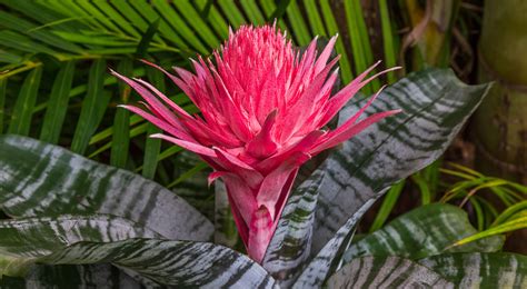 Watering Bromeliads | House Plants Flowers