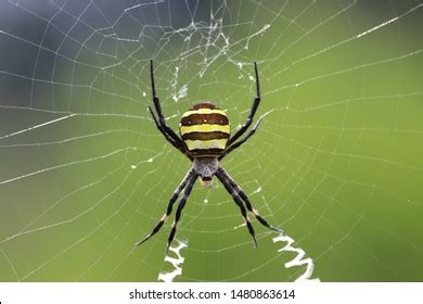 Yellow Black Argiope Amoena Stock Photo 1480863614 | Shutterstock