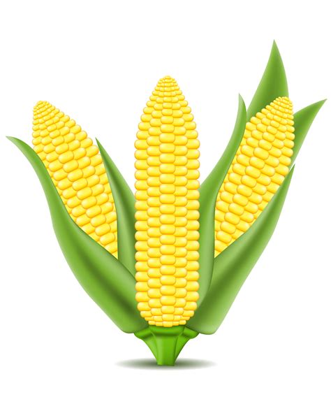 corn vector illustration 494865 Vector Art at Vecteezy