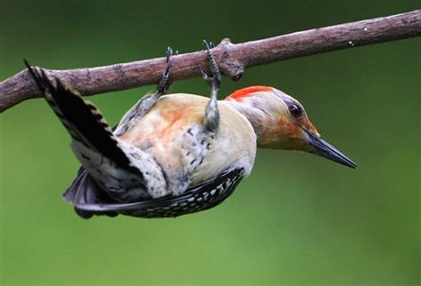 Red-bellied Woodpecker | Flickr - Photo Sharing!