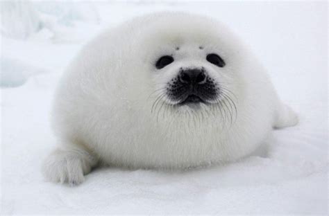 Fat seal : r/aww