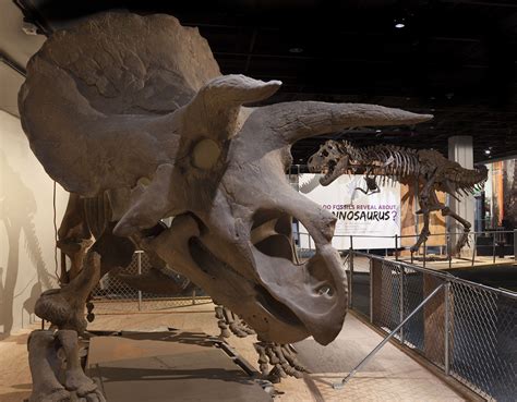 10 Famous Horned Dinosaurs That Weren't Triceratops