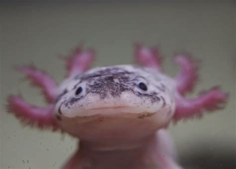 Momcicle Mania: More Axolotl Pictures