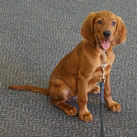 Chief: Irish Setter Puppy - Man's Best Friend