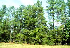 pine trees.jpg | Uploaded with the Flock Browser | Jo Naylor | Flickr
