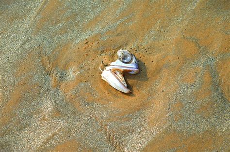 West Bengal Digha Beach - Free photo on Pixabay - Pixabay