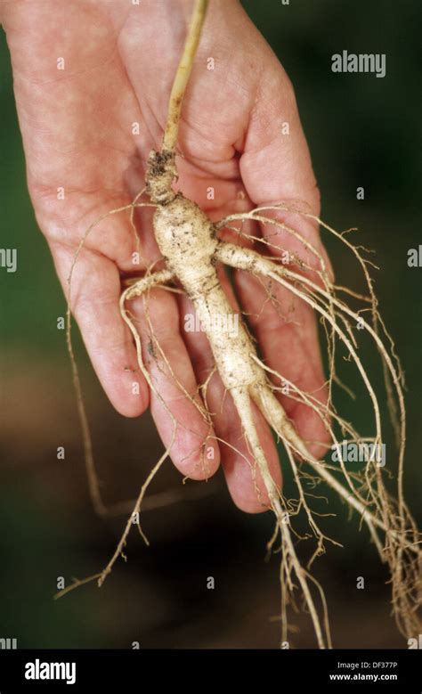 American Ginseng root, medicinal herb Stock Photo - Alamy