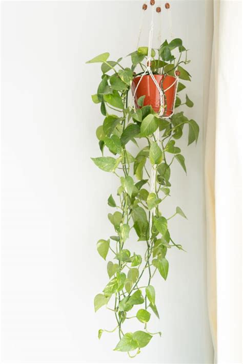 Plant Propagation: How to Propagate a Pothos Plant