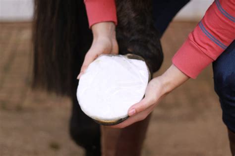 Hoof Abscess: Step by Step Guide on How to Poultice | Everything Horse