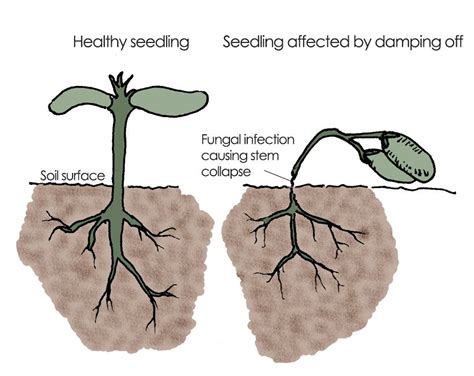 Damping off is a disease of seedlings caused by one of several different fungi that may either ...