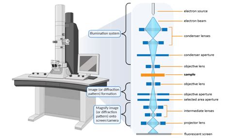 Transmission Electron Microscope Tem Definition Principle Images – NBKomputer