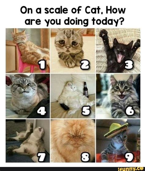 On a scale oF Cat. How are you doing today? - iFunny | Feelings chart ...