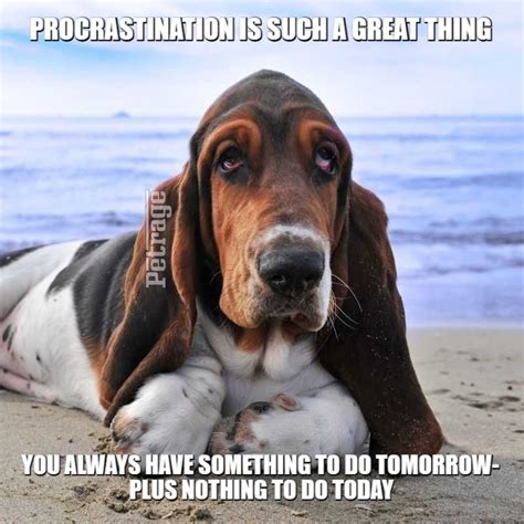 Basset Hound Boss Meme - PETRAGE