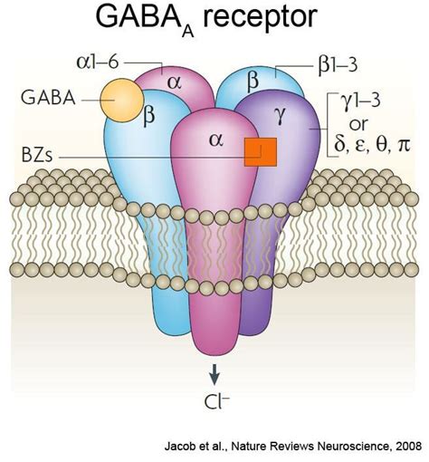 GABA receptor ~ Detailed Information | Photos | Videos