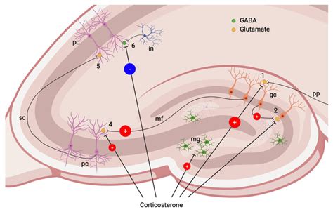 Effects of GCs in chronic stress and structural post-traumatic changes ...