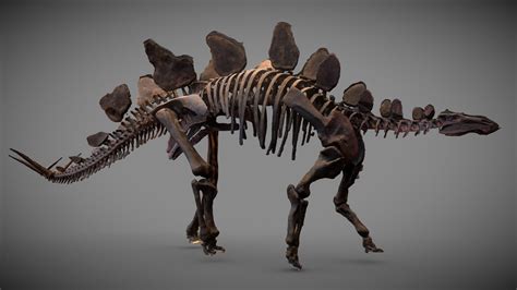 Stegosaurus Fossil