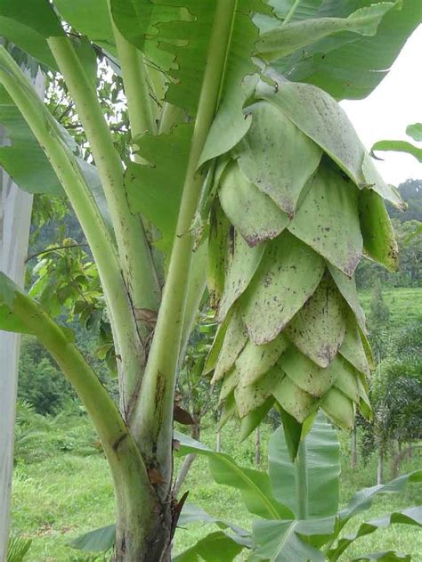 Ensete glaucum (Musa glauca) Snow Banana is an edible fruit grown mainly in Nepal, India, Burma ...