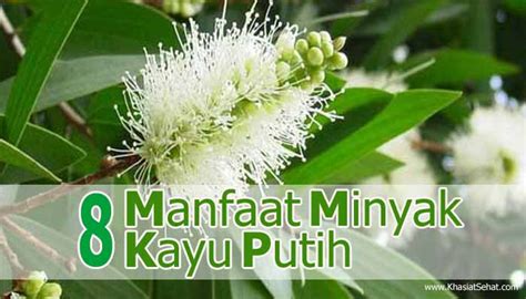 8 Manfaat Minyak Kayu Putih untuk Kesehatan - Khasiat Sehat