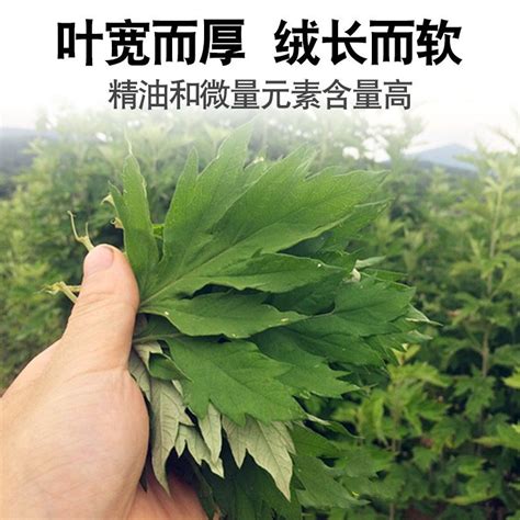 Wild Artemisia argyi edible green clumps, large leaved Artemisia argyi ...