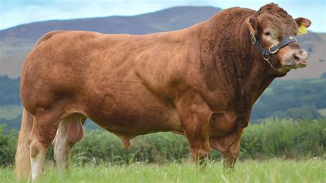 wagyu cattle disadvantages